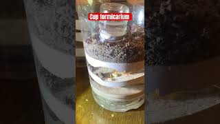 Formicarium lineup for honeypot ant colonies [upl. by Potash]