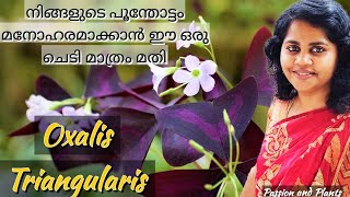 butterfly plant malayalamoxalis triangularis ബട്ടർഫ്ളൈ ചെടി care and propagationshamrock plant [upl. by Forras]