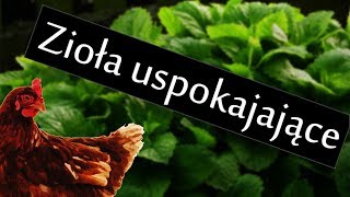 Co na uspokojenie Trzy najlepsze zioła uspokajające [upl. by Irbua126]