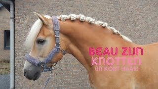 DRESSUUR KNOTTENROOSJES MAKEN  Haflingers King amp Beau Vlog 62 [upl. by Oal]