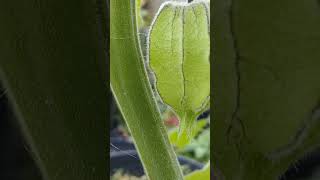 Physalis Im growing it 311024 [upl. by Meris279]