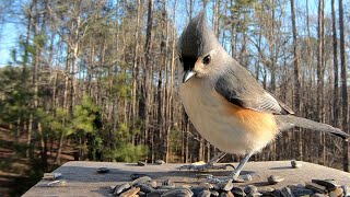 Tufted Titmouse  Hear their Calls  Watch before your next bird outing [upl. by Essilrahc]