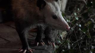 Opossum sniffs and listens for danger [upl. by Qahsi]