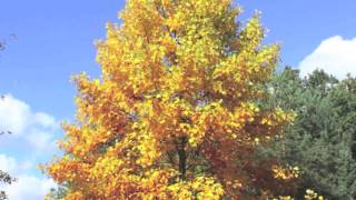 Tulip Poplar Trees [upl. by Behre950]