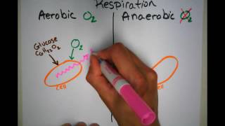 Aerobic vs Anaerobic Respiration in Cells [upl. by Nebra489]