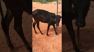 Kasargod kullan pashu kutty cow minicow animallover [upl. by Kipper]