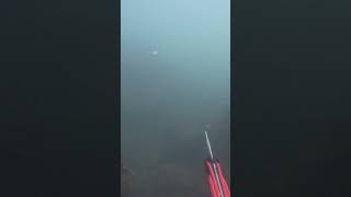 Spearfishing Murky Great White Shark Territory for a HUGE Lingcod [upl. by Beall]