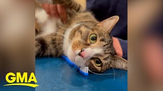 How to brush your pets teeth l GMA [upl. by Sipple]