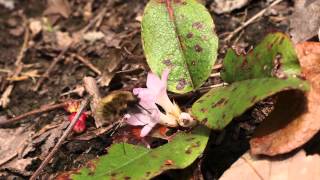 Bee fly Bombylius major visits trailing arbutus [upl. by Nylrebmik698]