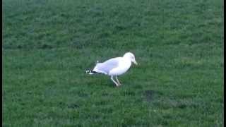 Seagull Explodes [upl. by Ailbert]