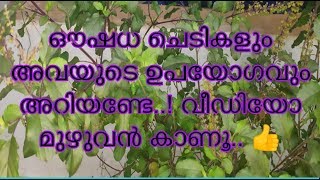 Medicinal herbs and their uses  ഔഷധസസ്യങ്ങളും അവയുടെ ഉപയോഗവും [upl. by Kalila]