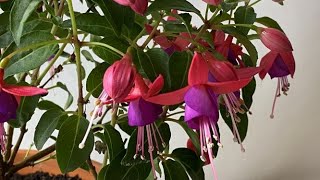 Bring A Fuchsia Indoors For Winter  November 8 [upl. by Taimi]