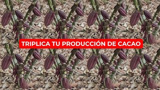 CACAO Como Triplicar la Producción de Cacao CCN51 [upl. by Borer]