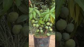 New technique of growing mango plant mango mangografting grafting farming viral shorts [upl. by Asia430]