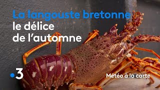 La langouste bretonne le délice de lautomne  Météo à la carte [upl. by Casar]