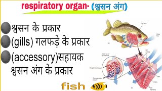 fishes respiration  accessory respiratory organ of fish  gills  gill structure  type of gills [upl. by Tu460]