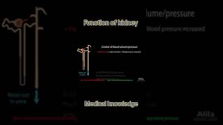 Anatomy and physiology of Kidney [upl. by Erotavlas982]