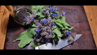 Borage  tincture and oil for skin care [upl. by Price]