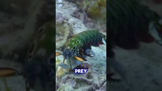 Peacock Mantis Shrimps Strike Can Shatter Glass 🦐🦐🦐 [upl. by Eenattirb559]