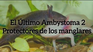 EL ÚLTIMO AMBYSTOMA 2 PROTECTORES DE LOS MANGLARES  WILD NATURE STUDIOS™ [upl. by Traweek106]