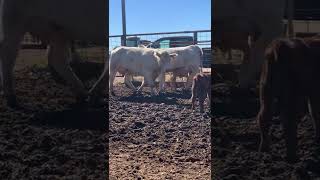 12 Charolais cross first calf pairs [upl. by Loydie]