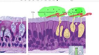 epithelial tissue [upl. by Staw]