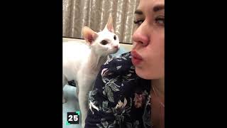 top 5 funny cat and dog moments  cat and dog fight  cute cat  dangerous dog  funny cat [upl. by Nunnery]