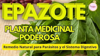 DOCUMENTAL EPAZOTE Planta Medicinal Usos Usos y Beneficios para la SALUD [upl. by Cilo551]