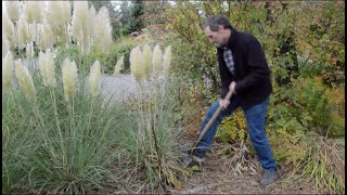 How To Move Pampas Grass in Full Flower [upl. by Nylloc548]