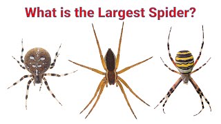 What is Britains Biggest Spider [upl. by Reneta]