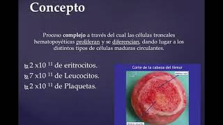 Presentacion Hematopoyesis y Citocinas [upl. by Naletak]