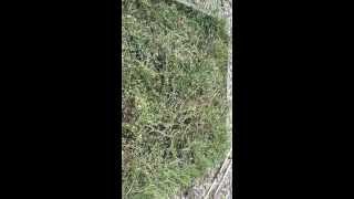 Harvesting Alfalfa from a backyard gardener [upl. by Alleinnad910]