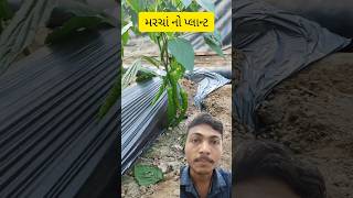 મરચાં નો પ્લાન્ટ marcha mirchi plants plant farmer farming farm video shorts [upl. by Robinett671]