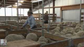 PGG Wrightson Stud Tour  Ep 25  Nine Mile Merinos [upl. by Tiny197]