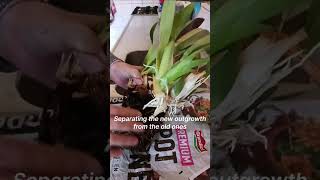 Replanting and rejuvinating my old spider orchid or brassia eternal wind [upl. by Ocihc]