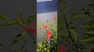 Indoor garden update garden [upl. by Yssor]