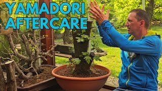 Spring Postcollection Yamadori Bonsai Aftercare Regime [upl. by Fredericka760]