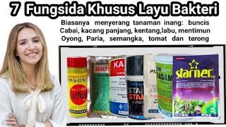 fungsida untuk mengatasi layu bakteri pada tanaman di musim hujan versi sidho panen [upl. by Ykcir]