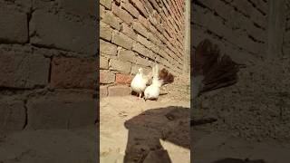 Couple 🐦pigeon cute pigeon kabootar kabutar pigeon shorts [upl. by Landan]