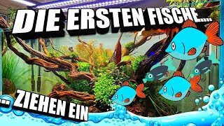 Die ersten Fische ziehen ein in das 270 Liter Aquascape Aquarium [upl. by Ellehcar]