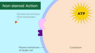 Mechanisms of Hormone Action [upl. by Hesoj]