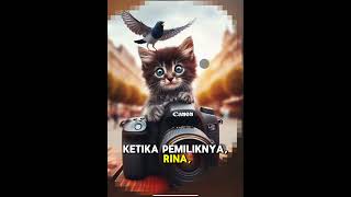 Abyssinian part2 happycats catlover endlesspaper infinitezoom fyp [upl. by Harday]