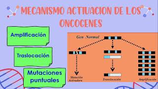 ONCOGENES Y GENES SUPRESORES DEL CANCER [upl. by Sargent]