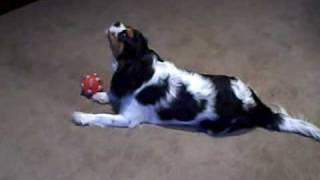 Cavalier King Charles Spaniel Howling At A Toy [upl. by Aiveneg]