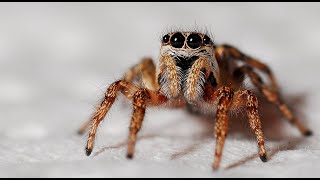 Why female spiders eat males after mating [upl. by Neehsuan402]