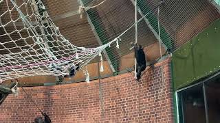 Baby Chimpanzee Swinging at Chester Zoo [upl. by Fauch965]