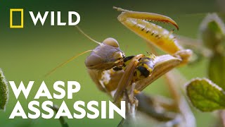 Praying Mantis Vs Wasp  Wild Europe  National Geographic Wild [upl. by Macswan]