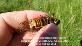 Massospora fungus in Magicicada neotredecim cicada [upl. by Chainey]