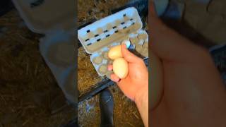 Will The Chickens Fill Up These Egg Cartons chickeneggs [upl. by Solegna530]