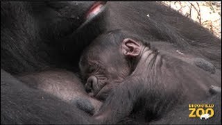 Baby Born to Koola Gorilla [upl. by Hanoj]